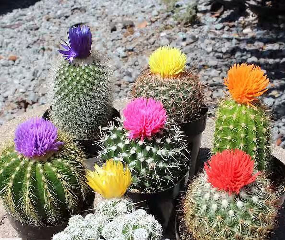 仙人掌　Be In One's Element 仙人掌 Be In One's Element 仙人掌 Be In One's Element 仙人掌