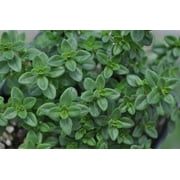 Hirt's Lemon Thyme Plant - Smells Like Lemon/Tastes Like Lemon - 3" Pot
