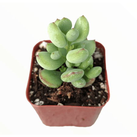 Cotyledon Pendens 'Cliff Cotyledon' Succulent Live Plant 2 Inch for Indoor Outdoor Home Office Garden Decor