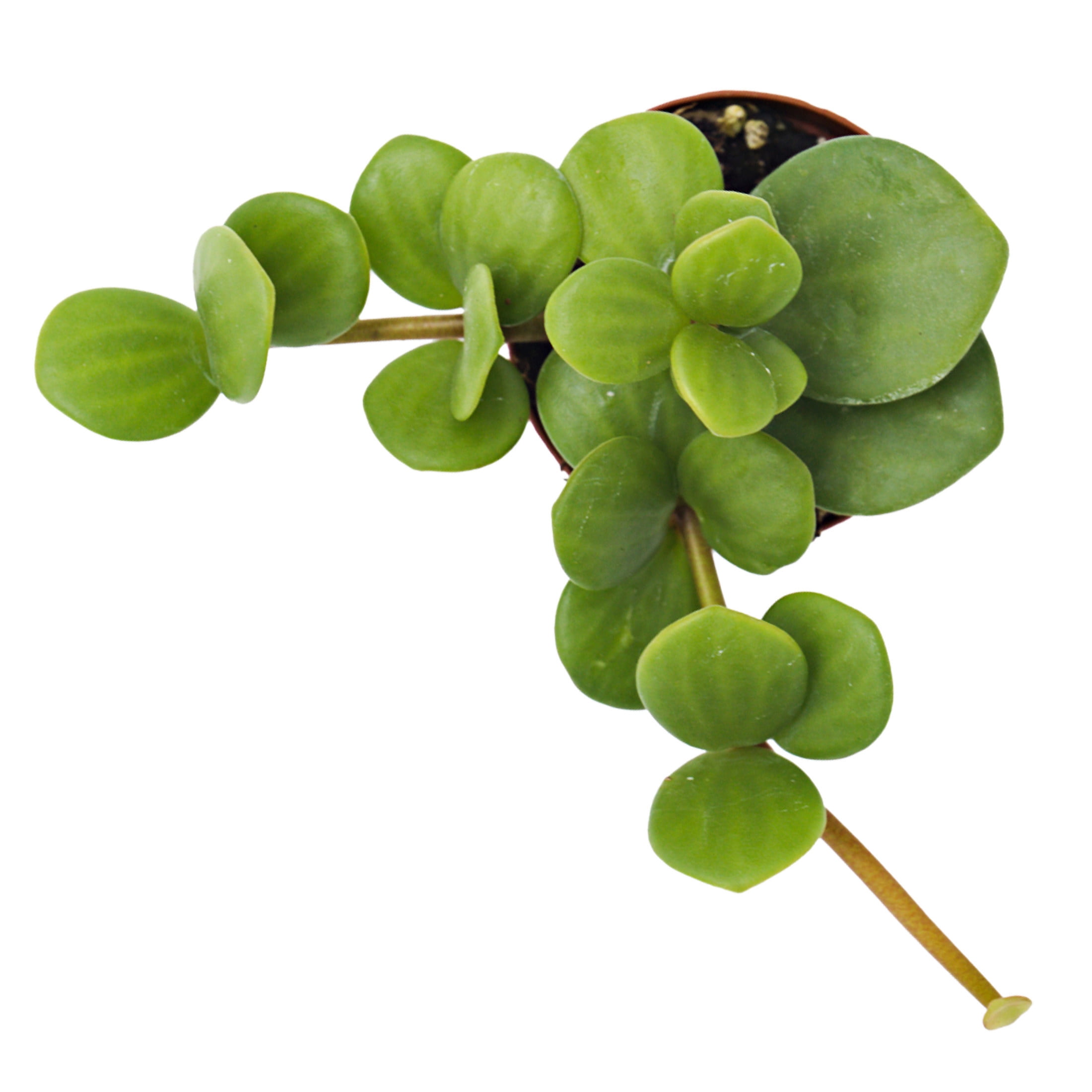 ReptiCulture Hope Peperomia Tropical 2" Pot 3 pk