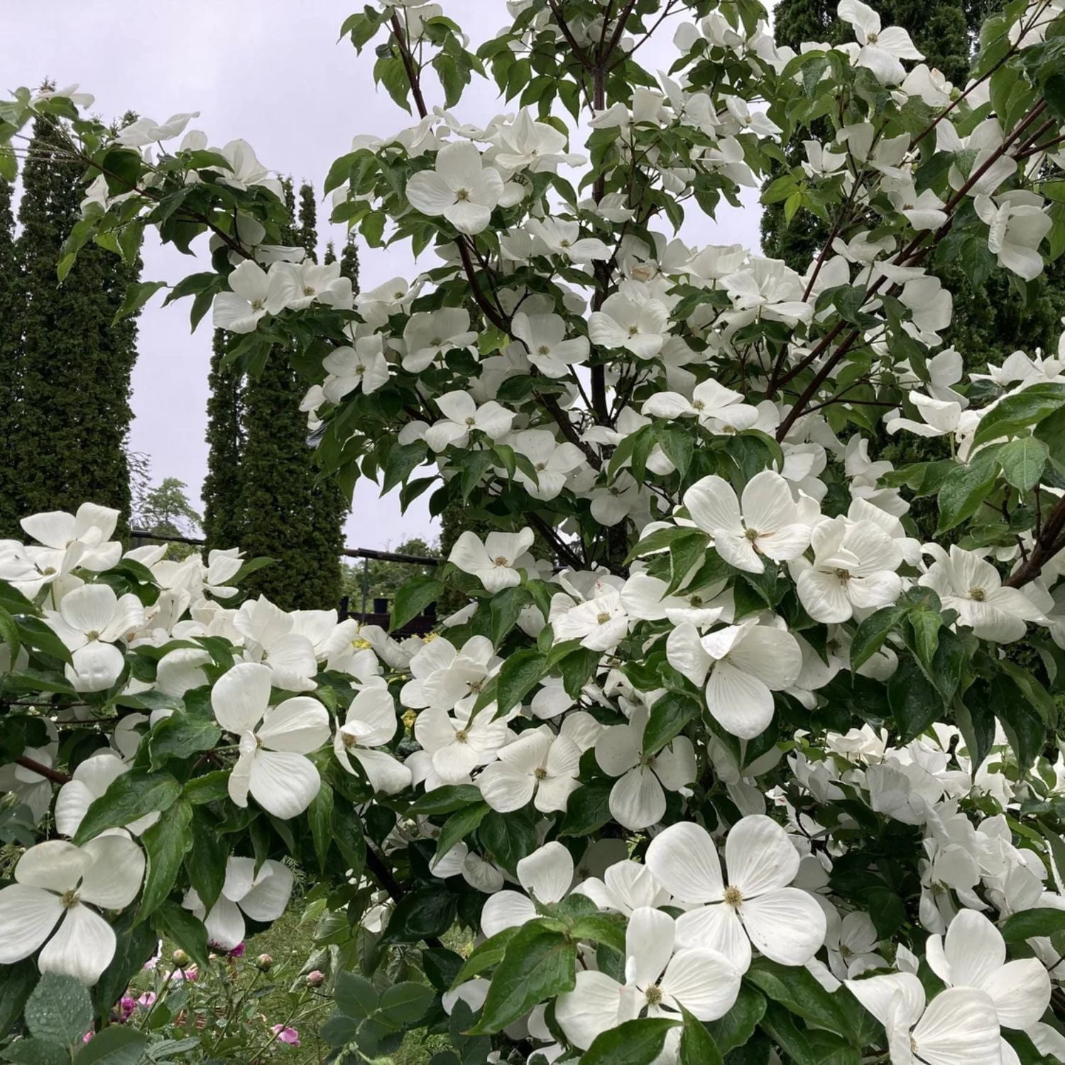 Expert Gardener 4-5' Dogwood Venus® in 1 gal. Grower Pot