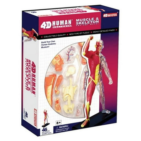 Human Muscle and Skeleton Anatomy Model