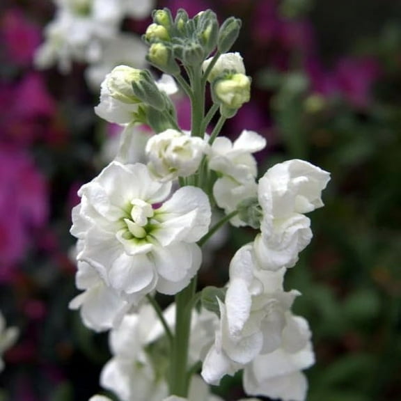 Matthiola incana Seeds 200  Stock Giant MVR1 Avalanche White Flower