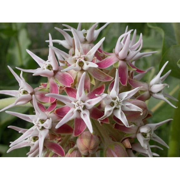 Sherwood's Seeds 10 Showy Milkweed Butterfly Plant Seeds