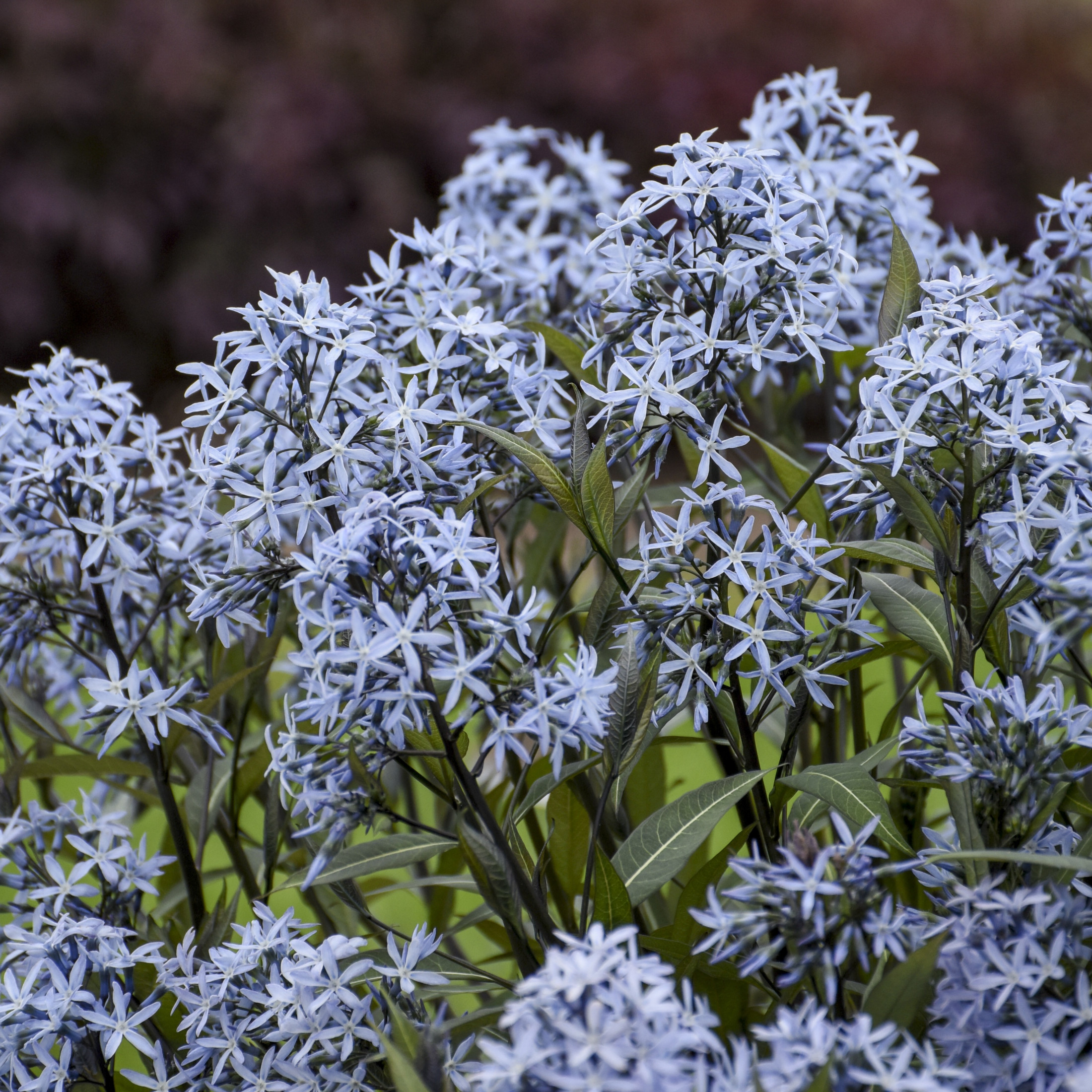 Proven Winners 6" Blue 'Storm Cloud' Bluestar Live Plant in 7.5" Pot