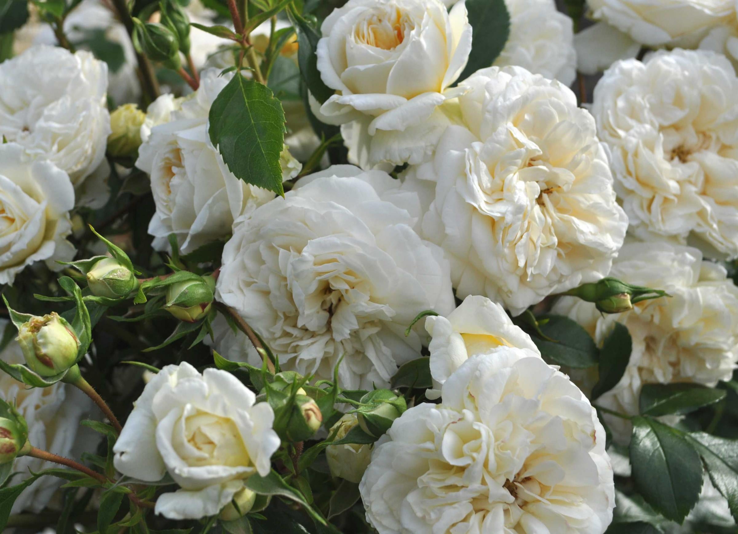 White Veranda® Rose - 4