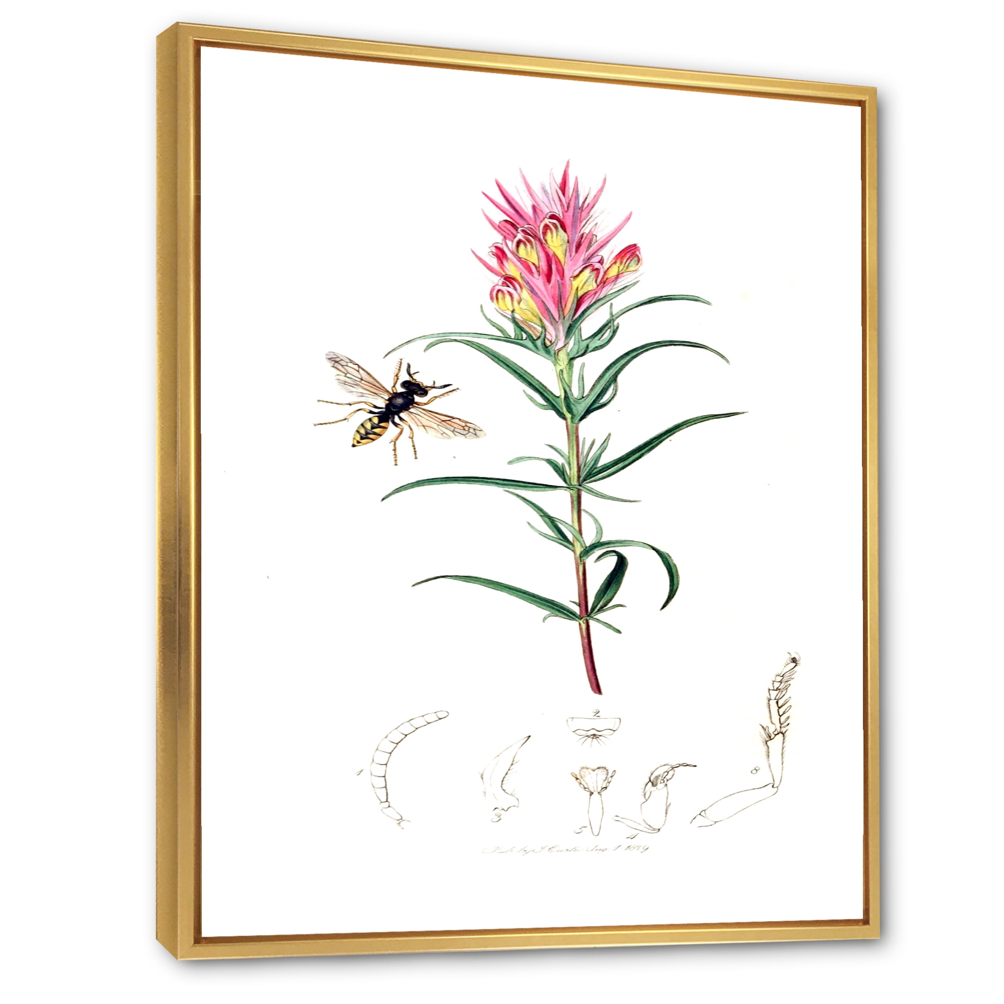 Designart 'Ancient Insects and Plants I' Farmhouse Framed Canvas Wall Art Print