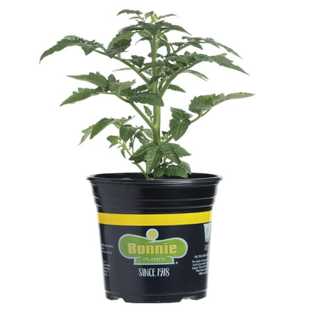 Bonnie Plants Green Early Girl Tomato Live Plant in Pot