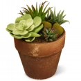 thumbnail image 1 of National Tree GAPS30-10G 10 in. Potted Sukkulent - Green, 1 of 1