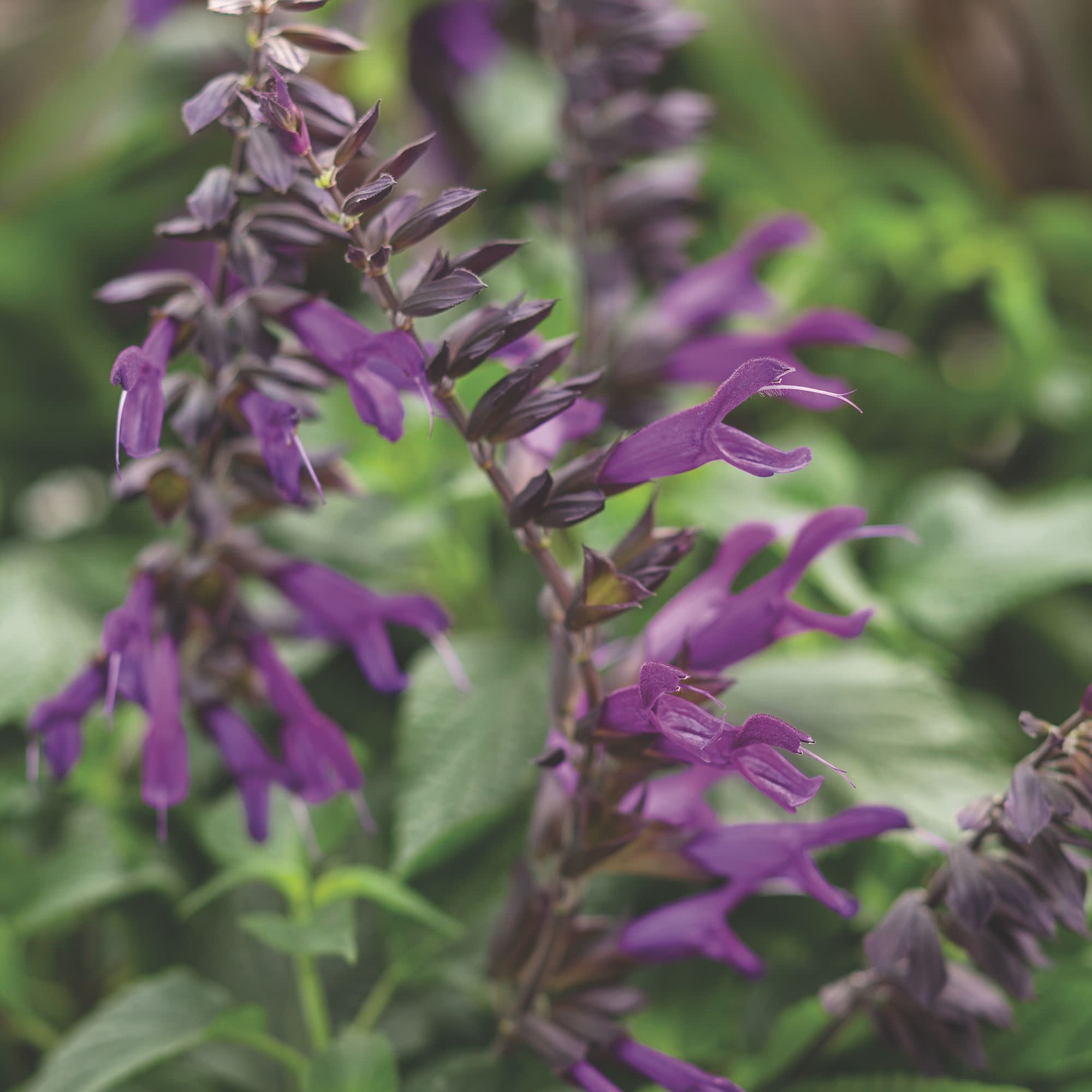 Proven Winners 8" Rockin' Deep Purple Salvia Live Plant in 6.5" Pot
