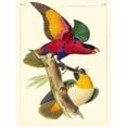 thumbnail image 3 of Lemaire, C.L. 19x24 Black Modern Framed Museum Art Print Titled - Small Lemaire Parrots I, 3 of 5