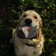 thumbnail image 4 of Juguete de peluche para perros, juguetes para masticar con sonido, juguete interactivo para la dentición de cachorros, juguete agresivo para masticar, golosinas para perros, 4 of 8