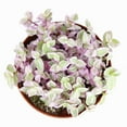 thumbnail image 5 of Pink Lady Turtle Vine (Callisia Repens) by Succulents Box -  Easy Care Houseplant - 6 Inch Pot, 5 of 6