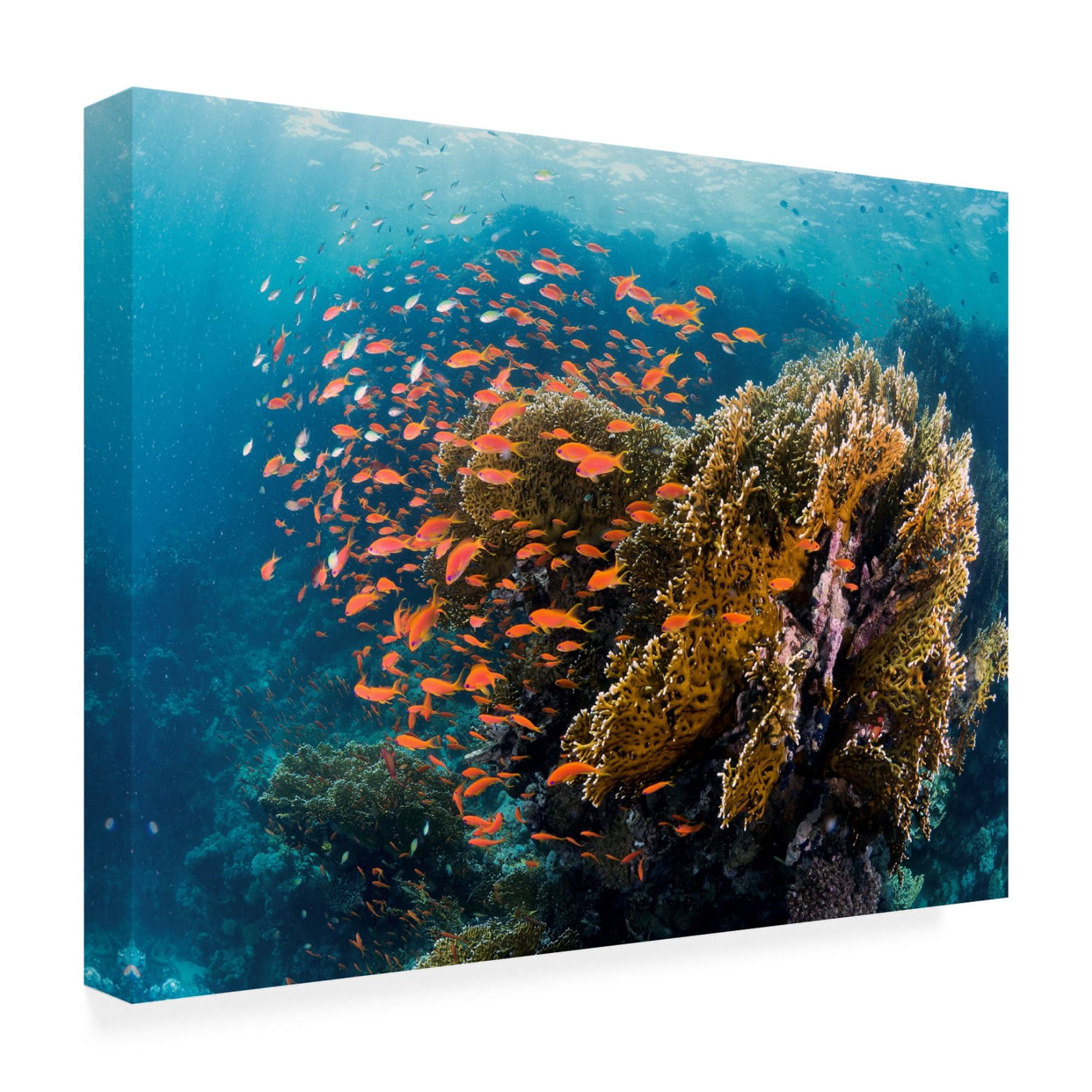 Canvas Wall Art - Ilan Ben Tov 'Reefscape' Wall Art for Living Room, Bedroom, or Office Décor by Trademark Fine Art - 24 x 18 Inches