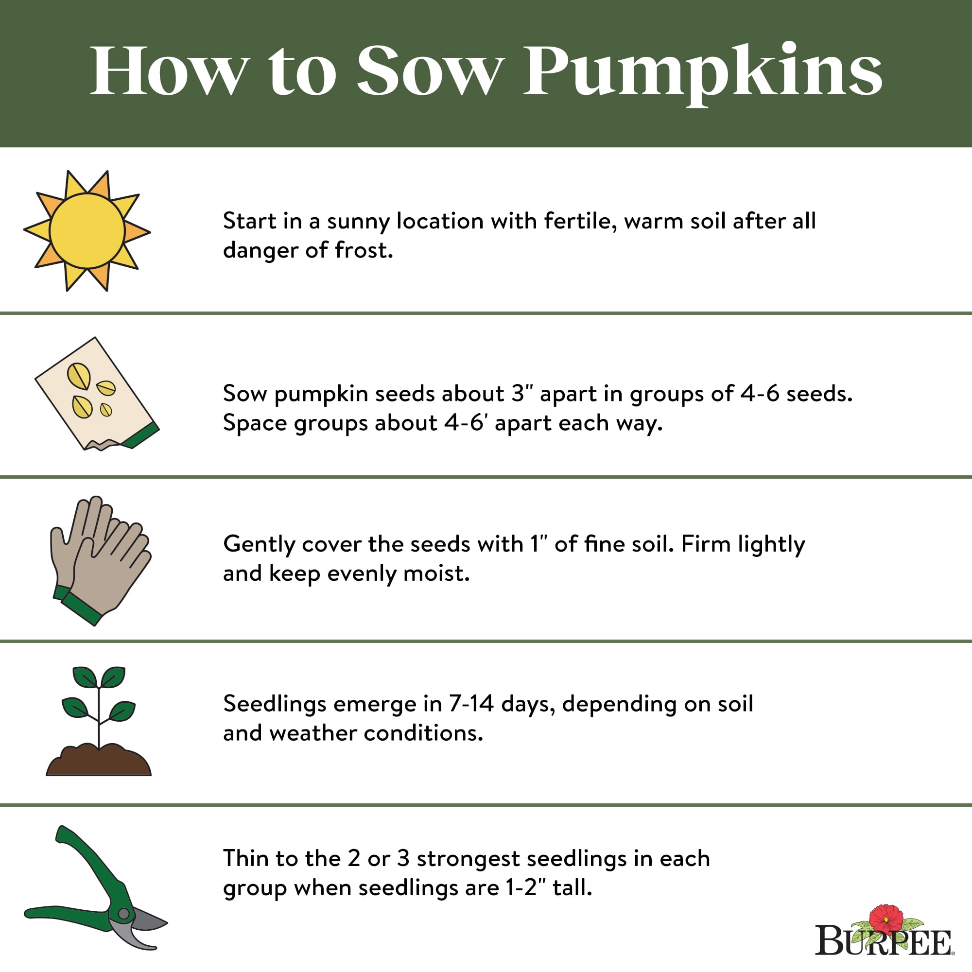 Burpee Early Sweet Sugar Pie Pumpkin, Plant Seeds for Home Garden