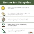thumbnail image 5 of Burpee Early Sweet Sugar Pie Pumpkin Vegetable Seed, 1-Pack, 5 of 5