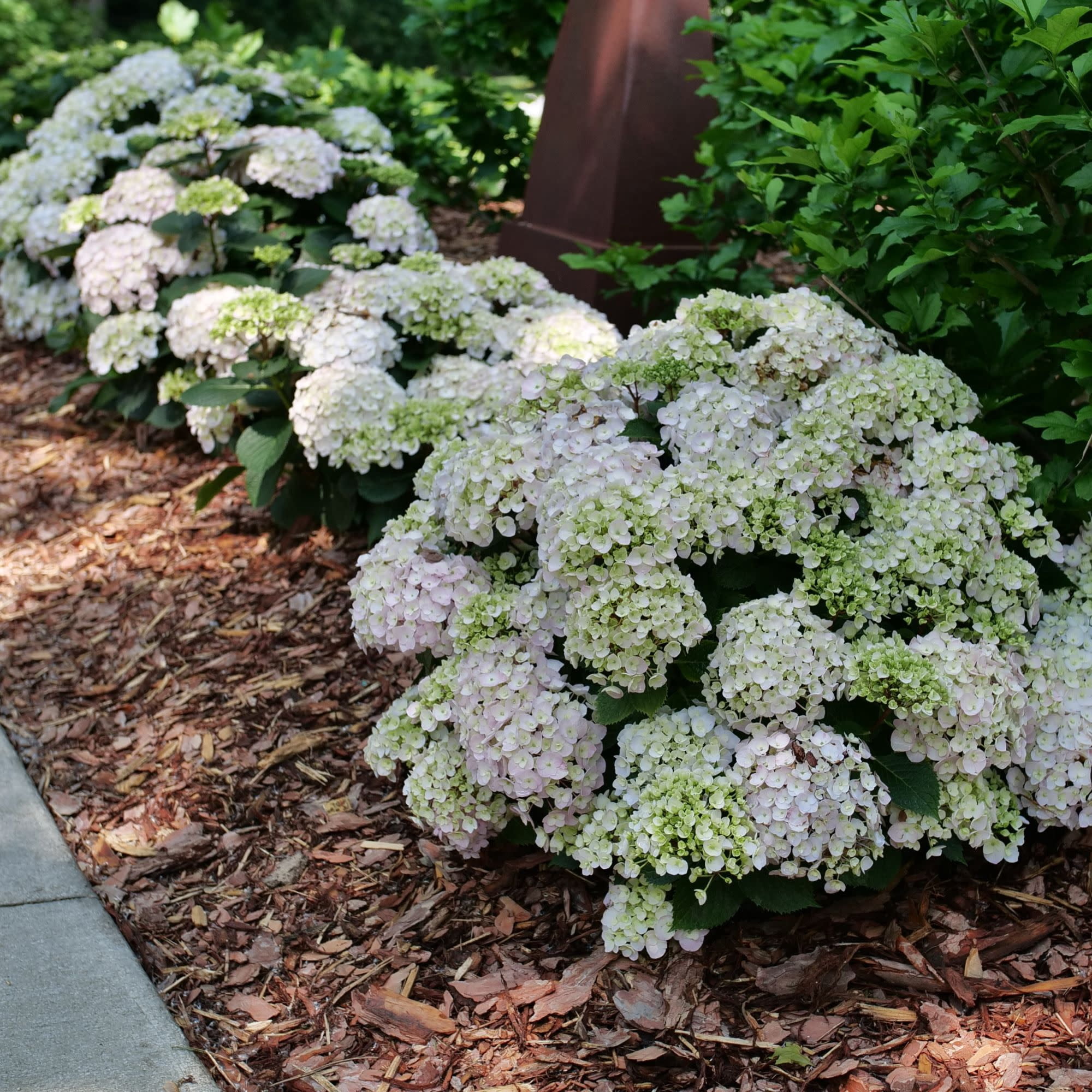Proven Winners ColorChoice 5" Multicolor Wee Bit Innocent Bigleaf Hydrangea Live Plant in 4.5" Pot (4 Count)