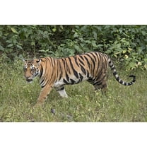 24x36 gallery poster, Bengal tiger