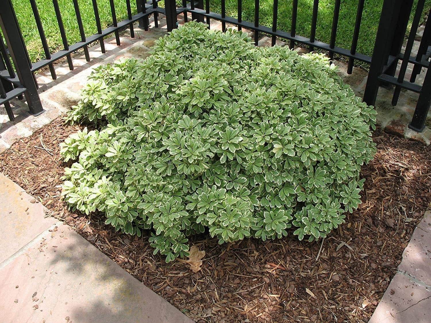 Variegated Pittosporum  10 Live Plants  Pittosporum Tobria Variegatum  Evergreen Border Accent Hedge Shrub