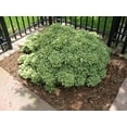 thumbnail image 6 of Variegated Pittosporum  20 Live Plants  Pittosporum Tobria Variegatum  Evergreen Border Accent Hedge Shrub, 6 of 9