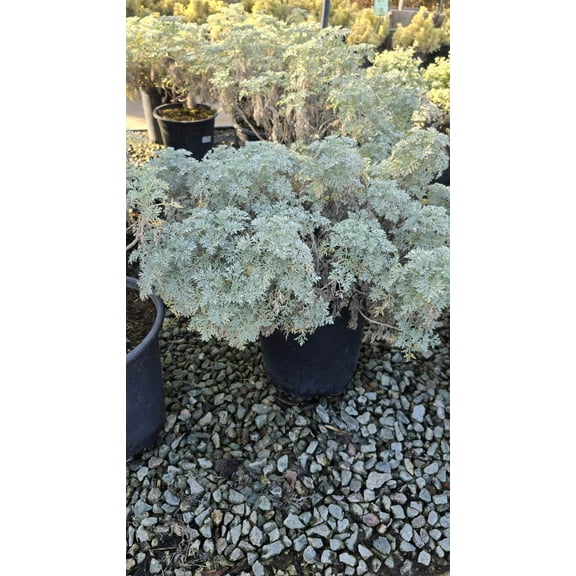 Artemisia 'Powis Castle 5 gallon pot - Get similar