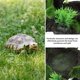 thumbnail image 4 of BESTYASH De Para Reptiles Natural Resistente Para Terrarios Y Hogar, 4 of 6