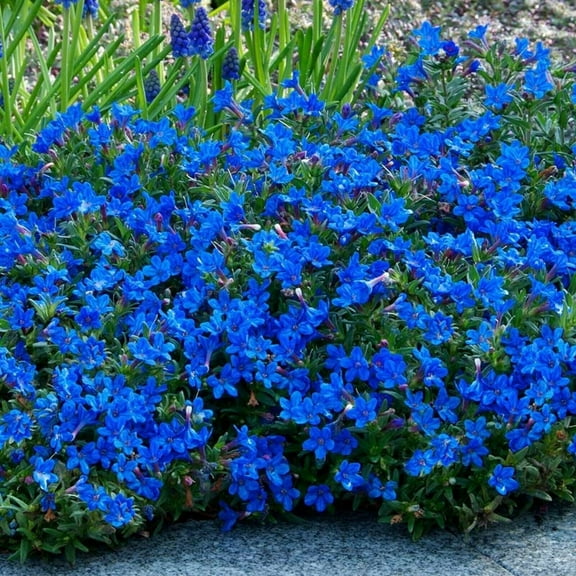 Green River Seeds 25 Sweet Alyssum Bright Blue Seeds - Tiny Colorful Flowers for Spring and Fall Gardening, Ideal for Hanging Baskets and Pathways