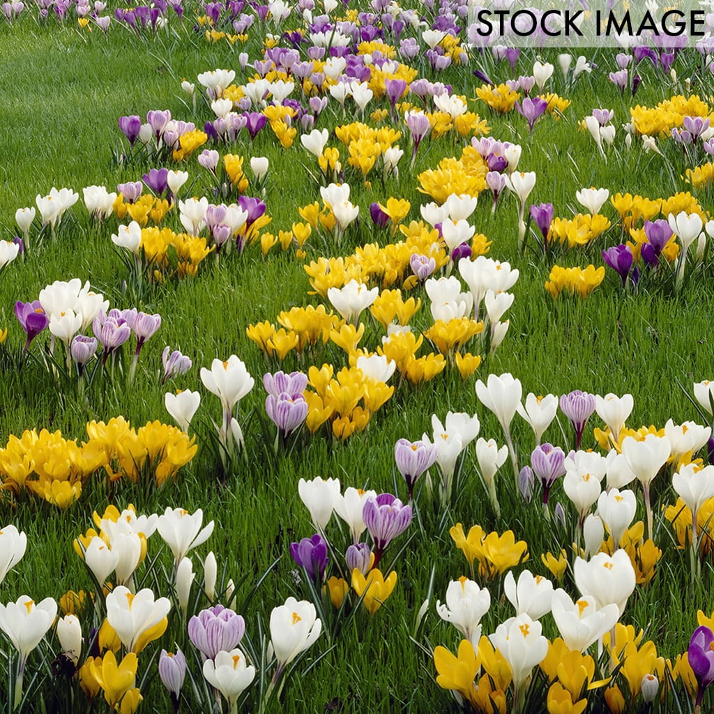 Van Zyverden Crocus Large Flowering Blend Set of 25 Bulbs Multi-Color Part Sun