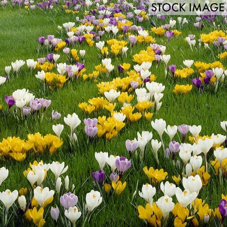 Van Zyverden Crocus Large Flowering Blend Set of 25 Bulbs Multi-Color Part Sun