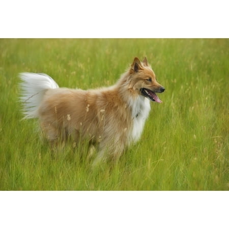 Posterazzi Tan And White Long Haired Mixed Breed Dog Standing Canada Alberta Canvas Art - Darwin Wiggett Design Pics (34 x 22)