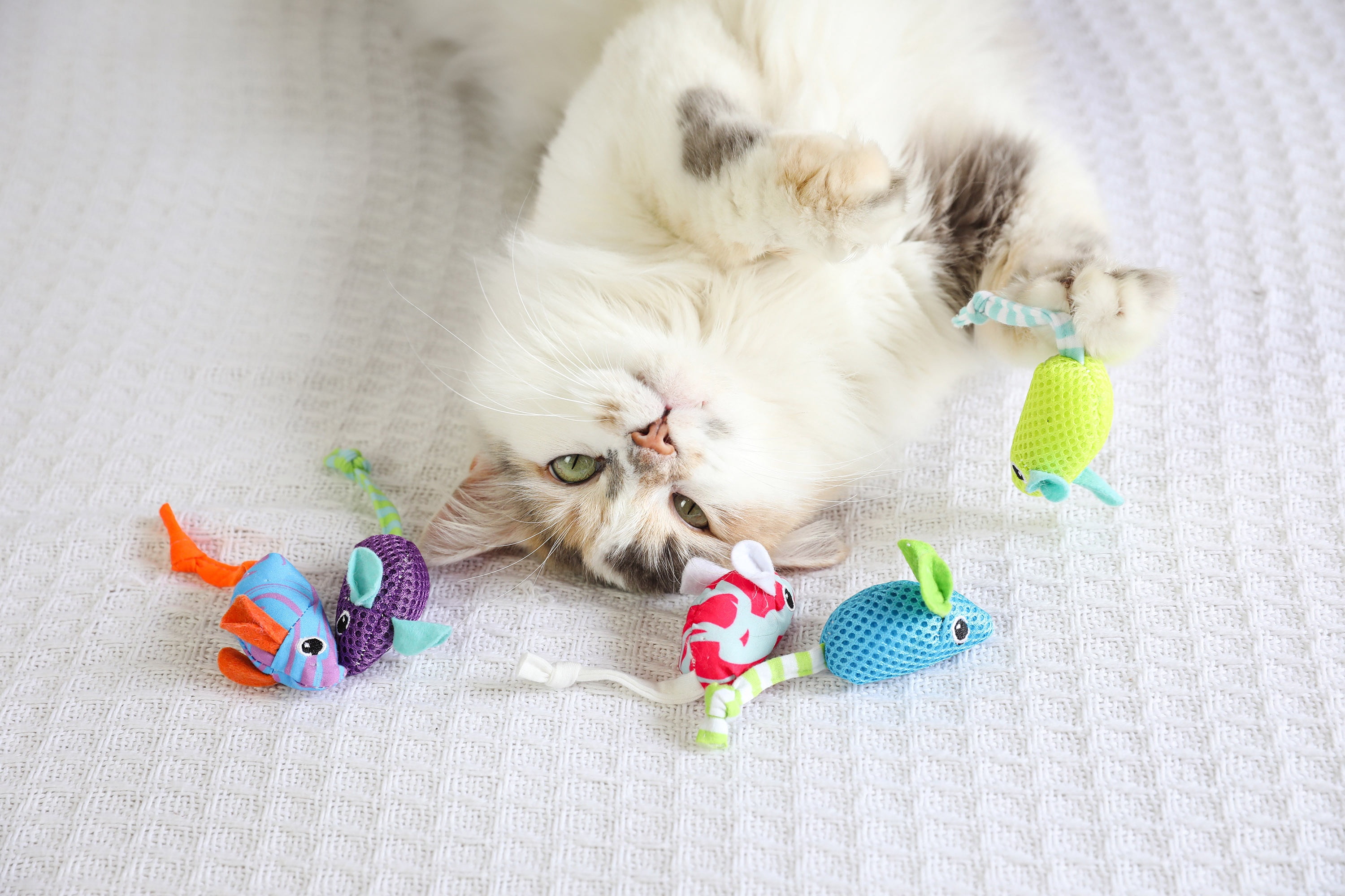 Quirky Kitty Ocean Cool Cool Mice Hunt and Chase Catnip Cat Toy, Pack of 5