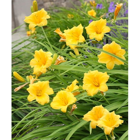 Stella de Oro Reblooming Daylily - 3 root divisions