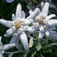 thumbnail image 4 of Outsidepride 10000 Edelweiss Plant Seeds, Drought Tolerant Ground Cover Plant, 4 of 5