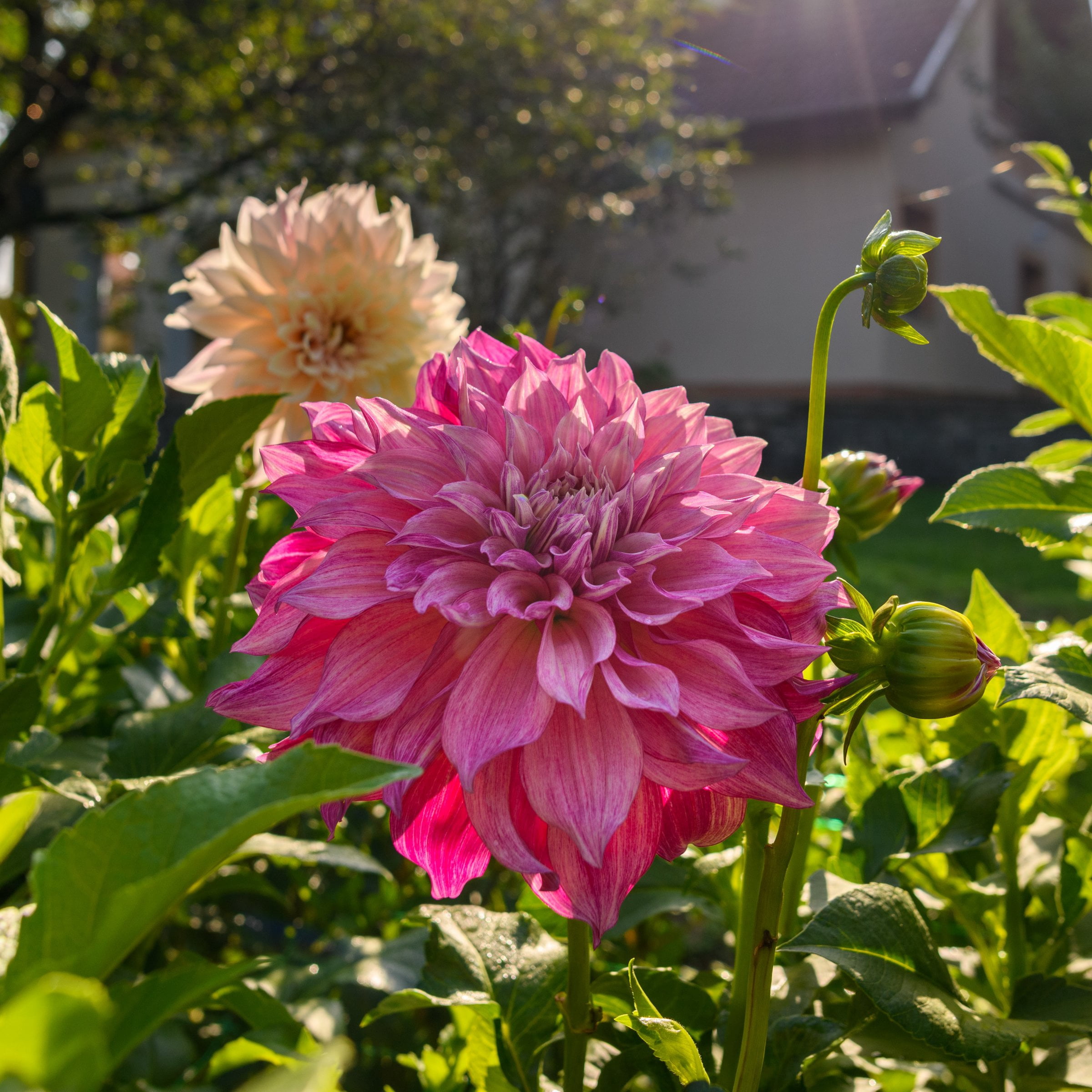 National Plant Network Dahlia Dinner Plate Mixed Bulbs (5-Pack)