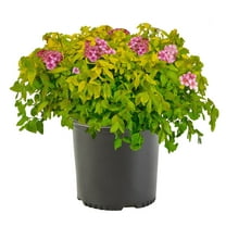 Expert Gardener 2.25 Gallon Goldmound Spirea Live Shrub