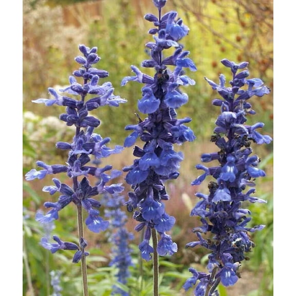 Sage BLUE SALVIA 300 Seeds - Mother Nature's Seeds - Wildflower Seeds - Flower Seeds for Planting - Non-GMO