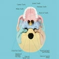 thumbnail image 4 of CHUANK Anatomy Skull Model  Human Anatomy Skull Puzzle  Detachable Mini Human Skull Model  Clinic Teaching, 4 of 6