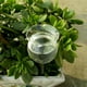 thumbnail image 3 of Indoor Automatic Flower Glass Garden Plant Watering Device Sprinkler, 3 of 4
