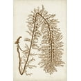 thumbnail image 2 of Vision Studio 13x18 Black Ornate Wood Framed with Double Matting Museum Art Print Titled - Sepia Seaweed VI, 2 of 4