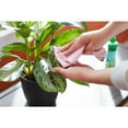 thumbnail image 4 of Miracle Gro Leaf Shine Foliage Plant Shine Clean Liquid Spray Bottle 8 oz, 3-Pack, 4 of 7