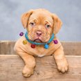 thumbnail image 1 of Soft Acrylic Pet Collar With For Small Cats And Dogs Comfortable Lightweight Adjustable Indoor Outdoor Use, 1 of 5