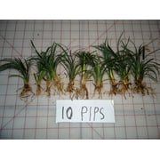 Dwarf Mondo Grass 50 Pips