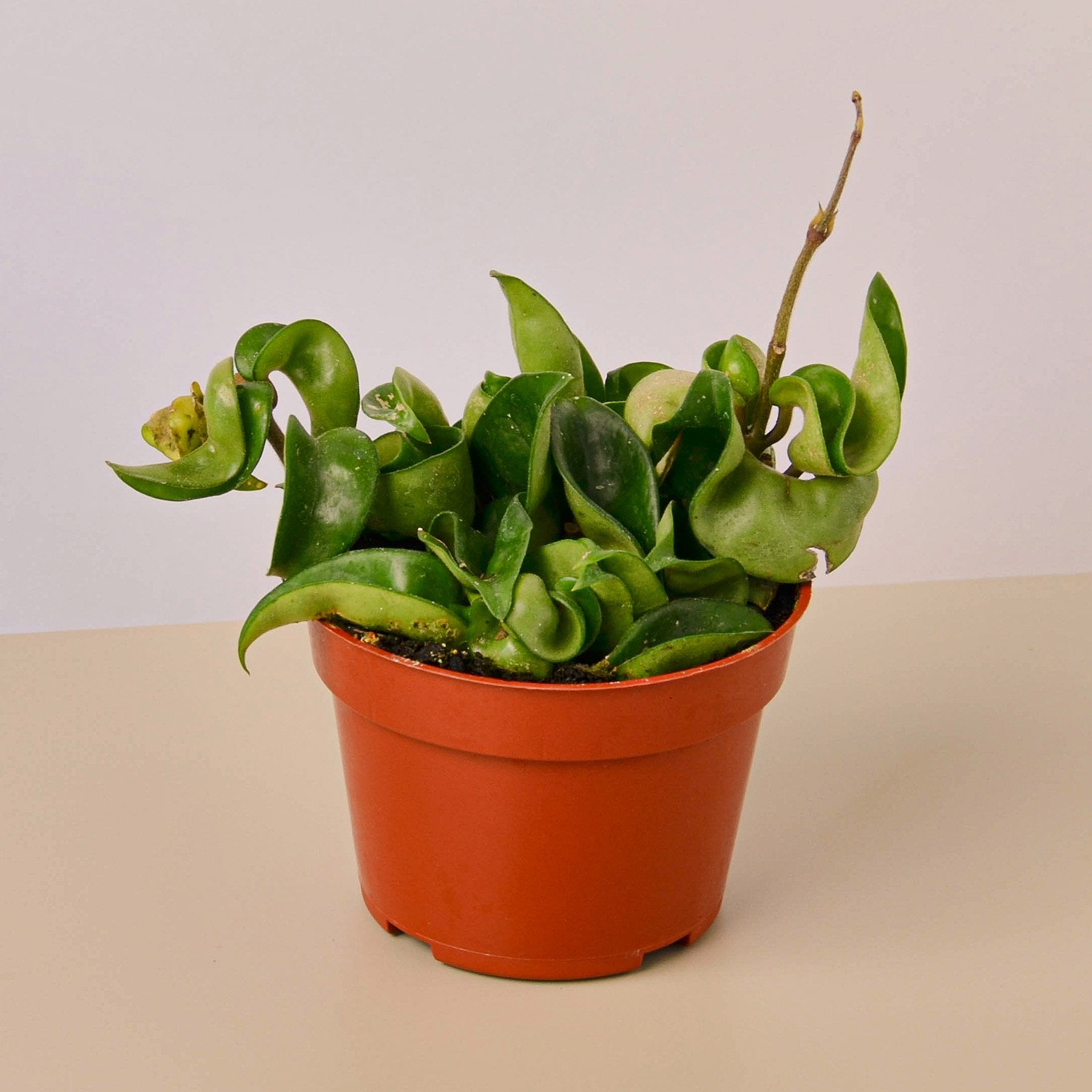 Hoya Rope Plant - 4' Pot