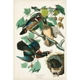 thumbnail image 3 of Audubon, John James 17x24 Black Modern Framed Museum Art Print Titled - Pl 206 Wood Duck, 3 of 5