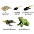 thumbnail image 2 of Modelo de simulación de animales para niños, Mini Animal, gallo, hormiga, Rana, Tortuga, Mosquito, ciclo de crecimiento, muñecos de acción de PVC, juguete para niños, 2 of 7