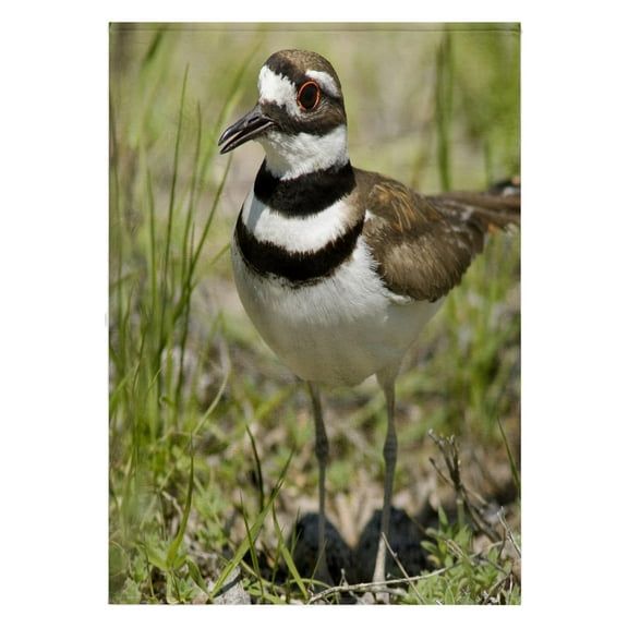 3dRose, Killdeer bird, Bruneau Sand Dunes SP, Bruneau Idaho - US13 HGA0009 - Howie Garber, 22x30 Bath Hand Pool Towel