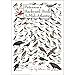 thumbnail image 3 of Peterson's Backyard Birds of Mid-Atlantic Poster, 3 of 4