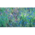 thumbnail image 2 of Gulin, Sylvia 18x12 Black Ornate Wood Framed with Double Matting Museum Art Print Titled - USA-Washington State-Palouse and field of blue bachelor buttons flowering, 2 of 4