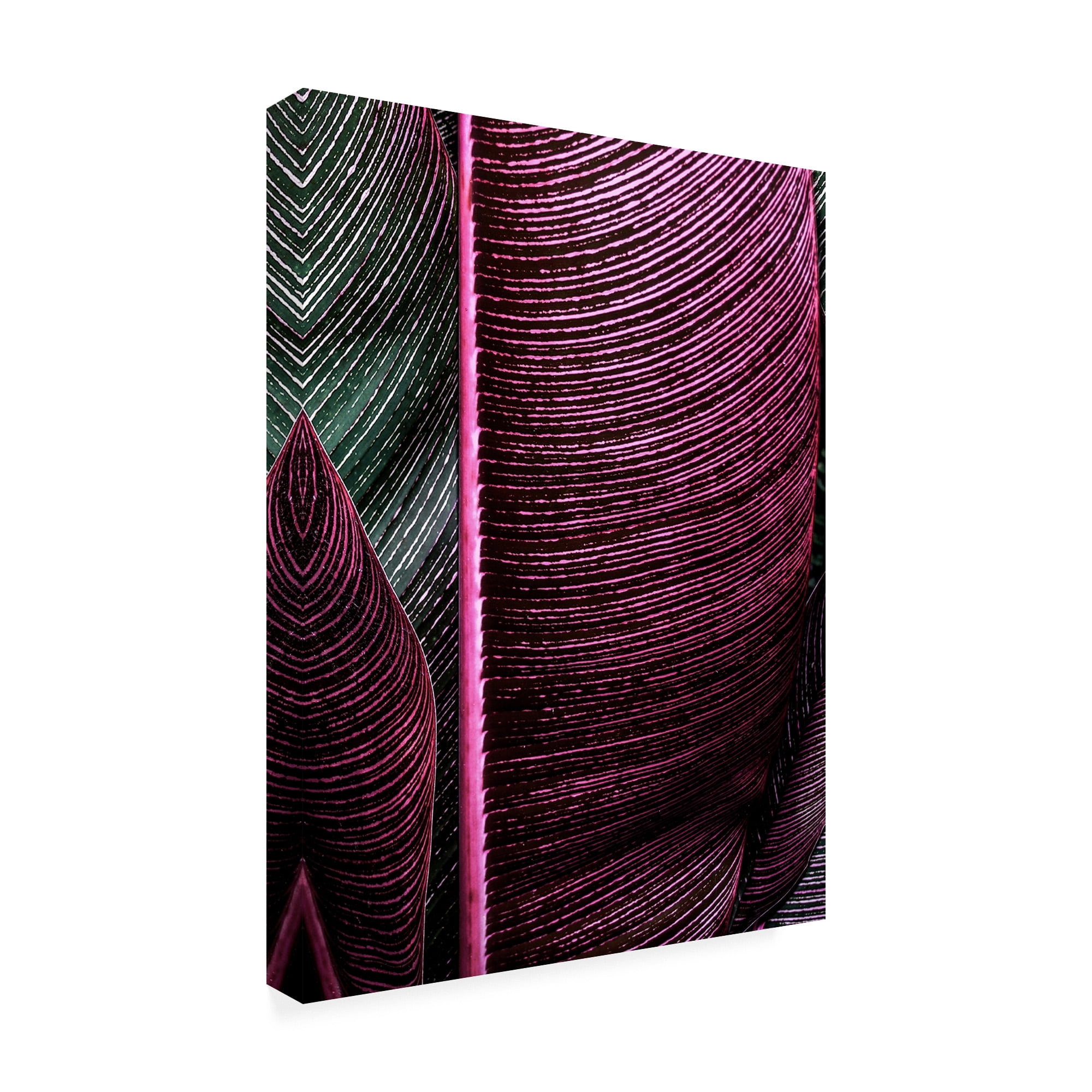 Trademark Fine Art 'Close up VIII' Canvas Art by Incado