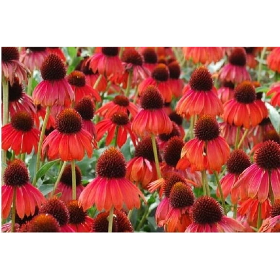 Ruby Red Coneflower Seeds, 50 Count, Echinacea Perennial Flower Seeds, USA Seller